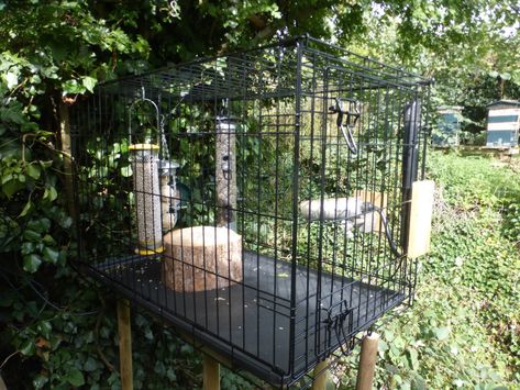 Wildlife Garden Design, Caged Bird Feeders, Diy Hummingbird Feeder, Bird Feeder Station, Bird Feeder Stands, Backyard Birds Sanctuary, Backyard Birds Feeders, Bird Ideas, Bird Feeder Craft