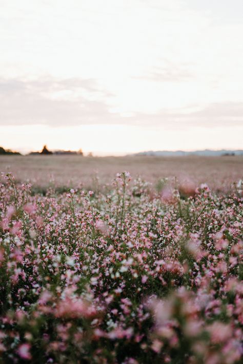 Muted Nature Aesthetic, March Aesthetic Wallpaper, Radish Flowers, Cute Backgrounds For Phones, Instagram Inspiration Posts, Spring Aesthetic, Nature Girl, Background Pictures, Landscape Wallpaper