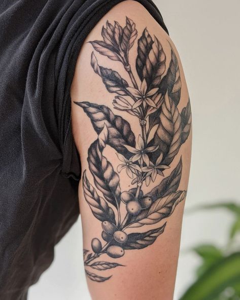 ANNIE COGDAL - CHICAGO, IL on Instagram: “A coffee plant for Brian. (part healed, part fresh tattoo) . . . . . #coffee #coffeeplant #botanical #botanicalart #botanicalillustration…” Plant Tattoos Men, Branch Tattoo Men, Coffee Tree Tattoo, Coffee Branch Tattoo, Barista Tattoo Ideas, Barista Tattoo, Coffee Plant Tattoo, Guatemala Tattoo, Coffee Tattoo Ideas