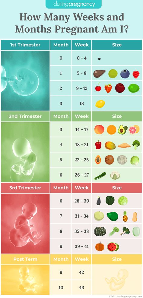 Pregnancy Chart Weeks, Pregnancy Fruit Chart, Pregnancy Due Date Chart, 12weeks Pregnant, Conceive Chart, Pregnancy Weeks To Months, 28 Week Pregnancy, Weeks To Months Pregnant, Pregnancy Fruit