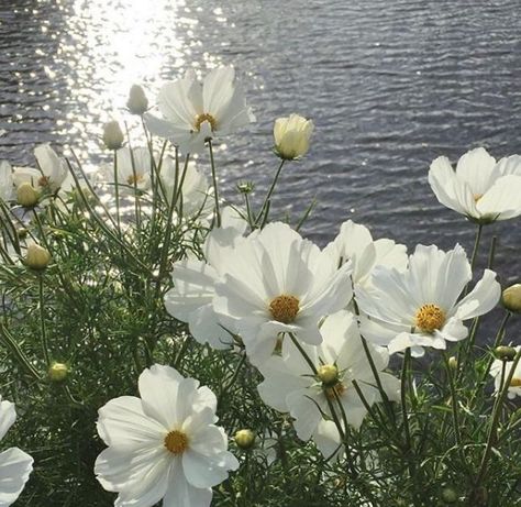 Nothing But Flowers, Flower Therapy, Alam Yang Indah, Flower Beauty, Nature Aesthetic, Green Aesthetic, Armenia, My Flower, How Beautiful