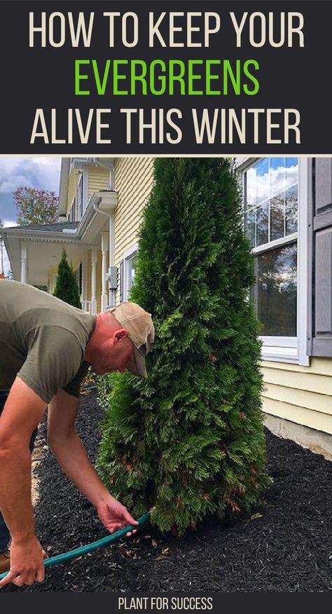 man watering evergreen shrub to prevent winter burn Evergreen Trees Landscaping, Evergreen Landscape Front Yard, Arborvitae Landscaping, Boxwood Landscaping, Shrubs For Landscaping, Evergreen Landscape, Hydrangea Landscaping, Boxwood Garden, Evergreen Garden