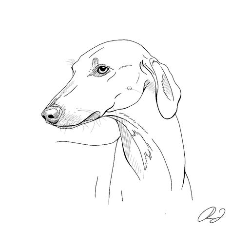 Simple greyhound drawing #dogs #drawing #tattoo How To Draw A Greyhound, Greyhound Dog Drawing, Greyhound Sketch, Greyhound Drawing, Lurcher Dog Drawing, Greyhound Drawing Sketch, Whippet Outline, Greyhound Line Drawing, Whippet Drawing