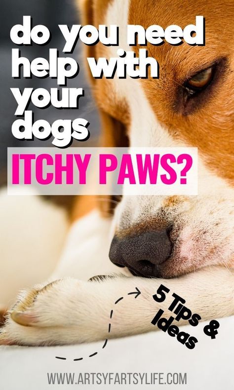 Dogs With Allergies Skin Itch Relief, Dog Treats For Itchy Skin, Dogs Itchy Skin Remedy Itch Relief, Stop Dog Itching, Itchy Dog Spray, Dog Paw Remedies, Dog Itchy Skin Remedy, Itchy Dog Remedies, Itching Remedies