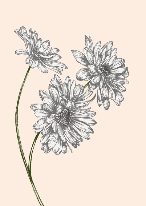 Crysthanamum Drawing, White Chrysanthemum Tattoo, Tattoo Ideas Chrysanthemums, Chrysanthemum Tattoo With Name, Crystanthium Flower, Crysentimum Tattoo, Mum Flower Tattoo Chrysanthemums, Crysantenum Flower Drawing, Chrisantemum Flower Drawing