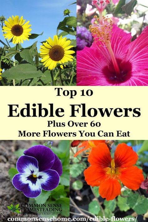 Edible flowers such as roses can be used fresh or dried. Whether you're nibbling edible petals or cooking up buds, flowers you can eat add fun to any table. Flowers List, Eatable Flowers, Flower List, Edible Flower Garden, Edible Flowers Recipes, Wild Food Foraging, List Of Flowers, Wild Edibles, Flower Names