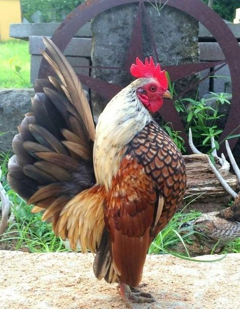 Tattoos Pets, Serama Chicken, Pet Tattoo Ideas, Rooster Breeds, Chicken Coloring, Chicken Drawing, Chicken Pictures, Fancy Chickens, Pet Drawing