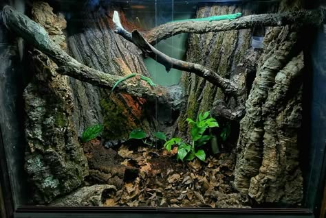 Naturalistic Reptile Enclosure, Forest Terrarium, Bioactive Vivarium Ball Python, Bioactive Ball Python Enclosure Ideas, Ball Python Terrarium Ideas, Crested Gecko Vivarium, Crested Gecko Habitat, Gecko Vivarium, Bioactive Vivarium