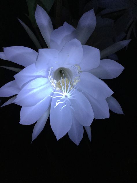 White Flowers At Night, Moonflower Aesthetic, Moon Flower Aesthetic, Nightshade Flower, Moon Plant, Moon Flowers, Goth Garden, Gothic Garden, Plants Are Friends