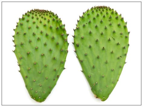 Cactus Benefits, Orange Juice Benefits, Prickly Pear Recipes, Plants Benefits, Kinds Of Cactus, Leaf Health, Food Wellness, Cactus Leaves, Health Cooking