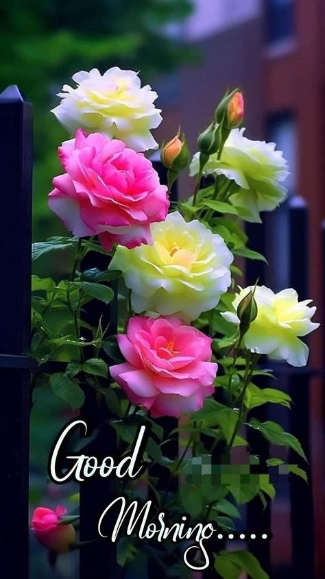 Wallpaper Good Morning, Good Morning Posters, Good Morning Flowers Rose, Good Morning Beautiful Gif, Good Morning Nature, Good Night Flowers, Good Morning Flowers Quotes, Good Morning Roses, Good Morning Beautiful Flowers