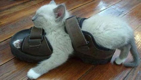 30 Hilarious Cats Who Fell Asleep In Weird Places In 2017 - I Can Has Cheezburger? Weird Places, Cat Sleeping, Funny Cat Videos, Cat Nap, Crazy Cat Lady, Cat Photo, Crazy Cats, Cat Pics, Cat Love