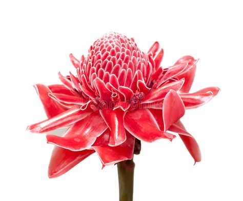 Torch Ginger Flower, Torch Ginger, Ginger Flower, Flower Stock, Blossoms Art, Stock Photography Free, Flower Illustration, Inception, Painting Inspiration