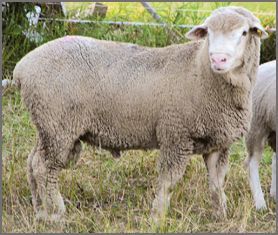 Rambouillet Sheep | Canadian Co-operative Wool Growers Limited Rambouillet Sheep, Canada Information, Raising Farm Animals, Baa Baa Black Sheep, Musk Ox, Sheep Breeds, Farm Business, All About Animals, Black Sheep