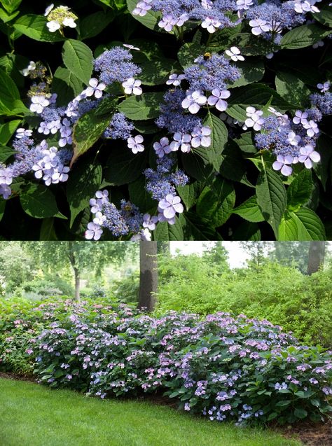 Hydrangea serrata (Hortensia japonais) Hydrangea Serrata, Beautiful Gardens, Secret Garden, Hydrangea, Stepping Stones, Outdoor Decor, Plants