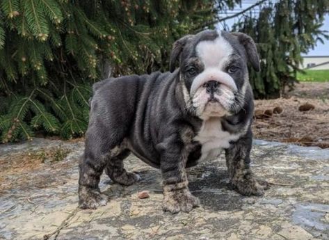 Adorable English Bulldog Puppies for Sale English Bulldog Puppies For Sale Near Me, Miniature English Bulldog, French Bulldog Prices, English Bulldog For Sale, Puppies For Sale Near Me, Perfect English, Bulldog Puppies For Sale, English Bulldog Puppies, Old English Bulldog