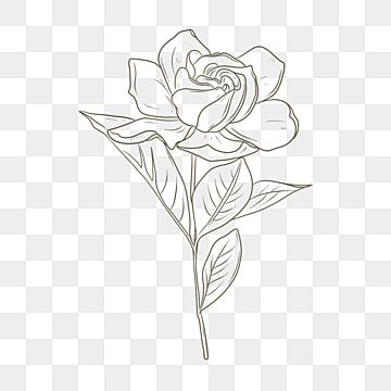 hand painted gardenia,flower,gardenia,pattern,line,flower clipart,line clipart,flower line drawing Gardenia Line Drawing, Gardenia Line Art, Gardenia Drawing Flower, Gardenia Sketch, Gardenia Drawing, Gardenia Tattoo, Tree Frog Tattoos, Flower Line Drawing, Expressive Lines