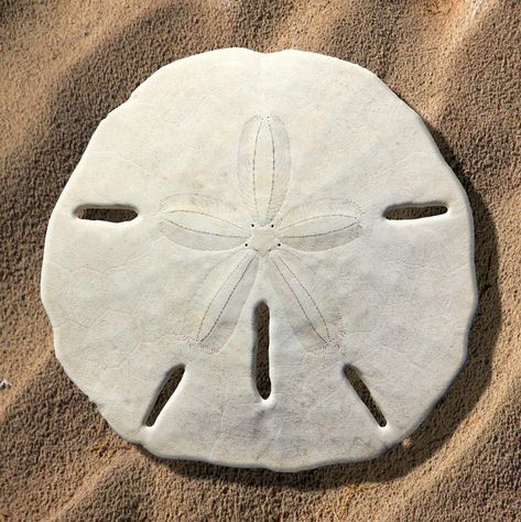 Sand Dollars, Sand Dollar, White Sand, The Sand, Starfish, Shells, White, Beauty, Art