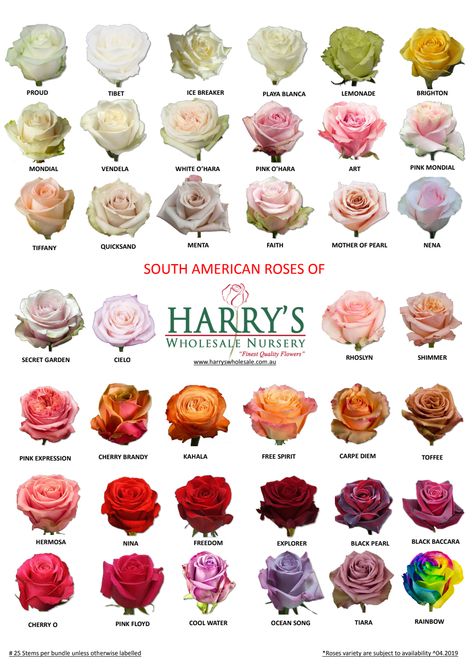 Different Roses Colors, Roses Types Different, Types Of Roses For Bouquets, Types Of Flower Bouquets, Different Roses Types, Different Kinds Of Roses, Types Of Roses Chart, Flower Bouquet Color Palette, Types Of Flowers For Bouquet