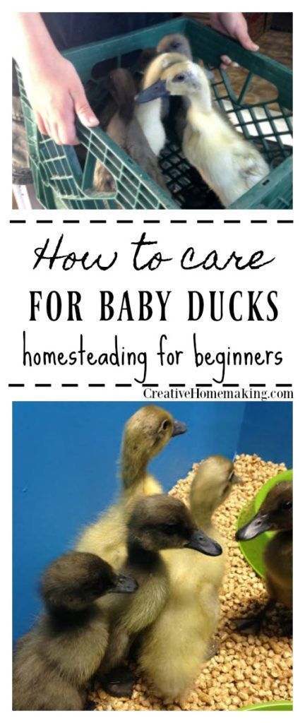 Easy Homesteading, Duck Enclosure, Duckling Care, Homesteading For Beginners, Duck Pens, Raising Turkeys, Urban Chicken Farming, Baby Chicks Raising, Backyard Ducks