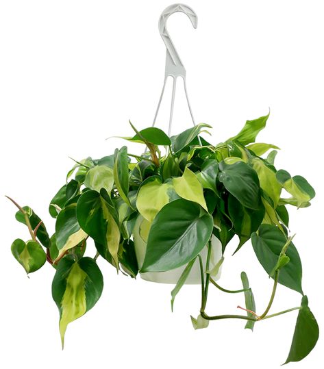 Philodendron Brazil Houseplant Large Hanging Basket – Chelsea Garden Center Indoor Palm Trees, Philodendron Scandens, Chelsea Garden, Ficus Lyrata, Crassula Ovata, Rubber Plant, Low Light Plants, Plant Aesthetic, Bamboo Plants