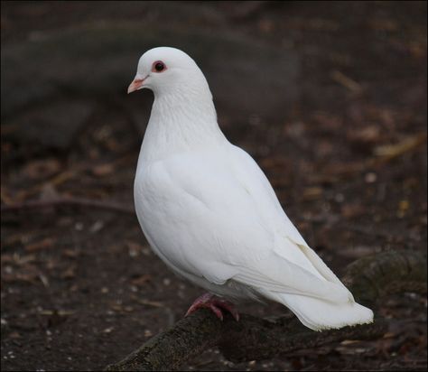 Pure white1 by Frank-1956.deviantart.com on @deviantART Pretty Place Chapel, Cute Pigeon, White Pigeon, Pigeon Breeds, Dove Pictures, Birds Wallpaper, Pigeon Bird, Bird Quotes