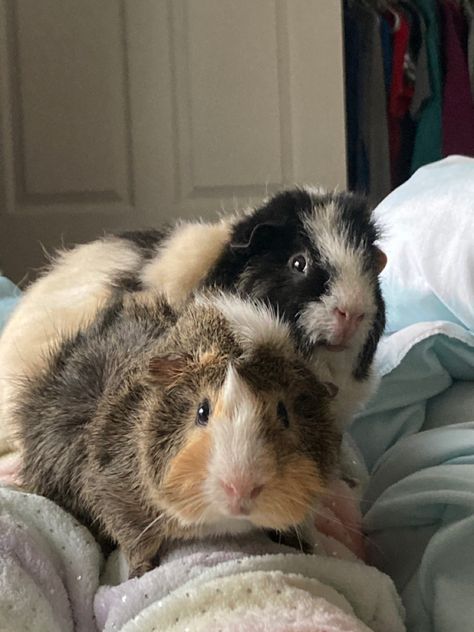 Gueina Pigs Aesthetic, Guinea Pigs Aesthetic, Guinea Pig Aesthetic, Pig Pics, Guinea Pigs Funny, Baby Guinea Pigs, Pet Guinea Pigs, Guinea Pig Care, Cute Guinea Pigs