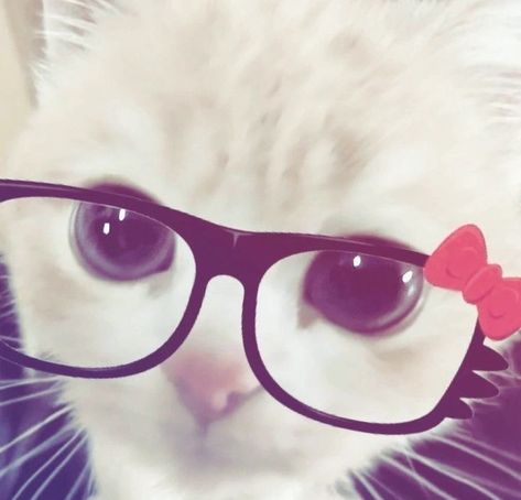 Y2k Pfp Insta Cartoon, Coquette Cat Pfp, Silly Pfp :3 Cat, 2000s Profile Pic, Cat With Glasses Pfp, Cvnty Y2k Pfp, 0.5 Cats, Cat Meme Pfp, Anime Pfp Cat