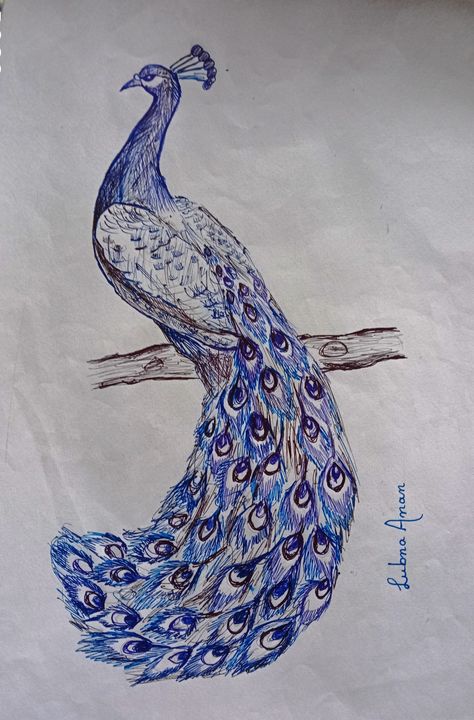 Picoke Bird Drawings, Picoke Bird Photo, Picoke Bird, Peacock Drawing Images, Peacock Drawing With Colour, Blue Pen Drawing, Peacock Pen, Peacock Sketch, Peacock Drawing