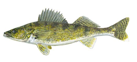 Walleye (Sander vitreus)   | Fishes of Wisconsin - Walleye - Wisconsin DNR Walleye Tattoo, Fish Science, Laura Horn Art, Walleye Fishing Tips, Walleye Fish, Fish Illustrations, Laura Horn, Photos Of Fish, Fish Carving