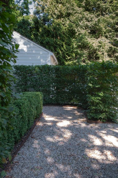 Garden Screening Ideas, Front Yard Hedges, Screening Ideas, Hornbeam Hedge, Fast Growing Hedge, Garden Hedges, Garden Screening, Evening Light, Garden Shrubs