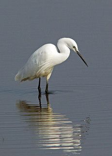 Little Egret (Explore) | by NickWakeling Bird Painting Acrylic, Bicycle Tattoo, White Egret, Bird Drawings, Nature Paintings, Animal Photo, Birds Painting, Bird Art, Animal Paintings