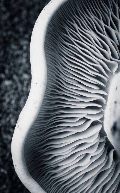 Shrooms by The Green Album                                                                                                                                                                                 More Macro Fotografie, Macro Photography Tips, Foto Macro, Photo Macro, Natural Structures, Texture Inspiration, Texture Photography, A Level Art, Abstract Photography