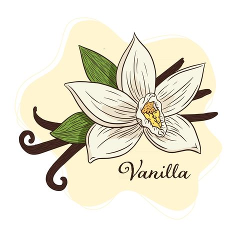 Vanilla Spice Flower and Pods Illustration Line Art Vanilla Illustration, Cosmetics Illustration, Vanilla Plant, Ice Cream Logo, Illustration Line Art, Vanilla Spice, Color Palette Design, A Level Art, Flower Clipart