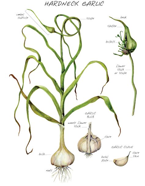 Garlic Plant Drawing, Garlic Plant, Garlic Tree, Botanical Prints Free, Hardneck Garlic, Garlic Seeds, Planting Garlic, Herb Farm, Garlic Scapes