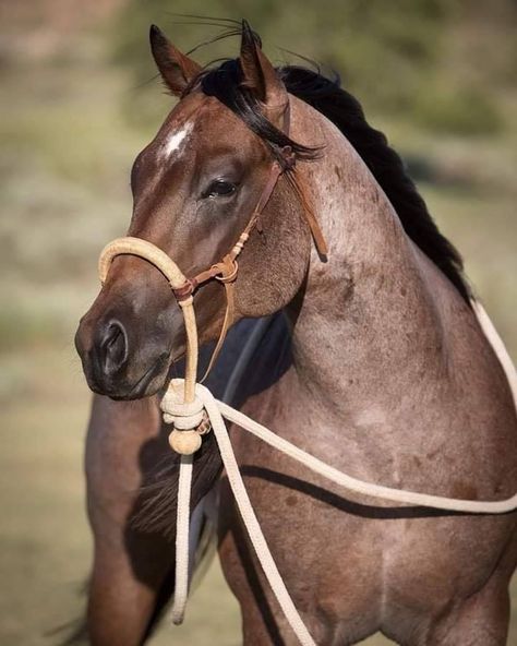 Bosal Hackamore Bay Roan Horse, Roan Horse, Western Horse Riding, Tack Board, Blue Roan, Horse Colors, American Quarter Horse, Quarter Horses, Most Beautiful Horses