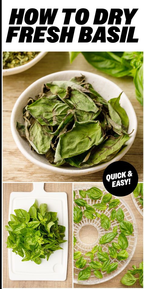 Here's how to dry basil the easy way to help prevent waste and preserve your harvest to use throughout the whole year. Basil Gift Ideas, Basil Rice Recipe, Chicken Basil Recipes, Dry Basil, Basil Fried Rice, Harvesting Basil, Tomato Basil Chicken, Thai Basil Chicken, Tomato Basil Pasta