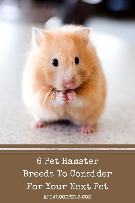 Different Types Of Hamsters, Types Of Hamster Breeds, Syrian Hamster Colors, Hamster Types, Types Of Hamsters, Winter White Hamster, Chinese Hamster, Hamster Breeds, Roborovski Hamster