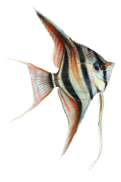 Angel Fish Drawing, Angelfish Drawing, Angelfish Tattoo, Fish Reference, Fish Photography, Fish Images, Fish Animal, Fish Drawing, Fish Artwork