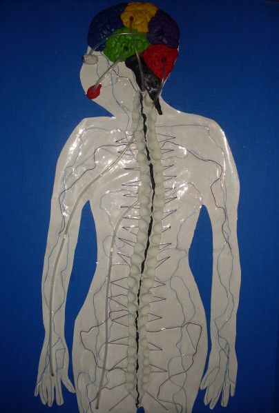 Nervous System Model Nervous System Craft, Nervous System Model, Nervous System Projects, Grade 5 Science, At Home Projects, Genius Hour Projects, Over Achiever, Nervous System Activities, Science Display