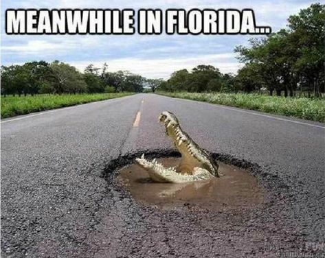 3. If there's a body of water, there's probably an alligator in it. Florida Jokes, Florida Meme, Florida Humor, Florida Funny, 4k Ultra Hd Wallpapers, Biology Humor, America Memes, Florida Weather, Florida Man