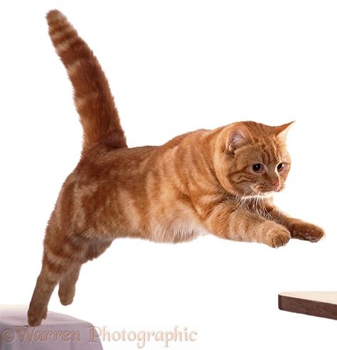 Ginger Cat leaping forward - Orange tabby cat Cat Running Reference, Cat Leaping, Leaping Cat, Animals Elephants, Draw Cats, Tiger Photography, Jumping Cat, Cat References, Cat Run