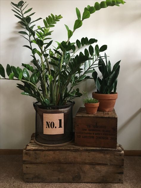 Repurposed rustic crates as unique houseplant display stands. Crates For Plant Stands, Cabin Plants Decor, Vintage Plant Decor, Rustic Crate Decor, Repurposed Decorating Ideas, Houseplant Display Ideas, Houseplant Stand, Unique Plant Stands Indoor, Unique Plant Stands