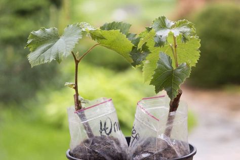 Grow Grapes From Seeds, How To Grow Grapes, Grape Vine Trellis, Grow Grapes, Grape Seeds, Growing Raspberries, Companion Gardening, Raspberry Plants, Growing Grapes