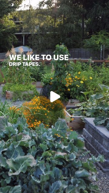 Seattle Urban Farm Co | Garden Creators on Instagram: "Drip irrigation is our preferred method because it conserves water and delivers it slowly right at soil level, increasing absorption and reducing fungal diseases (among other benefits). However, to get good results from drip, you need to consider drip line layout to make sure you get the coverage that you want. If you space your lines too far apart, there may be areas that don’t get enough water. Exact spacing can depend on how far apart you like to plant your rows, but we generally space drip tapes 12” apart. This spacing matches our planting patterns and makes it very easy to install. 6” from the edge, and the 12” apart till you reach 6” from the other edge. 
.
.
.
#dripirrigation #savewater #irrigation" Drip Lines For Garden, Drip Tape, Weed Barrier, Growing Gardens, Garden Irrigation, Drip Irrigation, Water Conservation, Save Water, Urban Farming