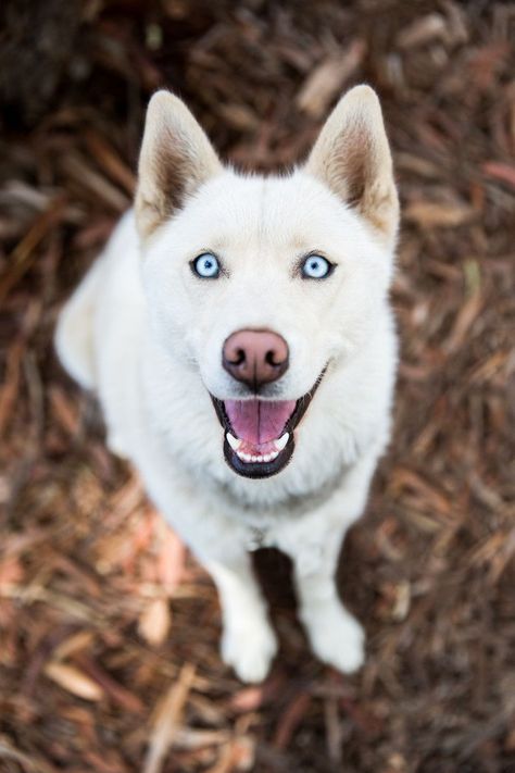 Checkout the beautiful clear blue eyes on this big white dog. Looks like a white German Shepard Dog. These type of dogs are very smart and great defensive attack dogs! Shepard Dog, White Siberian Husky, White Husky, White German Shepherd, Cute Husky, Husky Lover, Siberian Huskies, White Dog, Husky Puppy