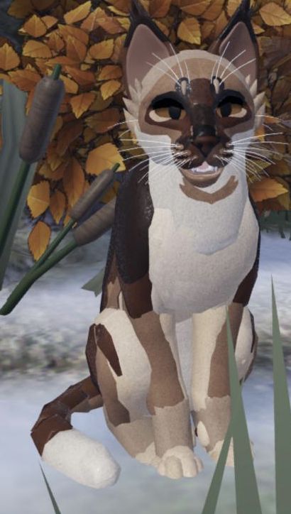 Wcue Morph Ideas Realistic, Cats Refrences, Warrior Cats Ultimate Edition Morph, Wcue Morph Ideas, Warrior Cat Names, Wcue Morph, Cat Skin, Warrior Cats Fan Art, Flipagram Instagram