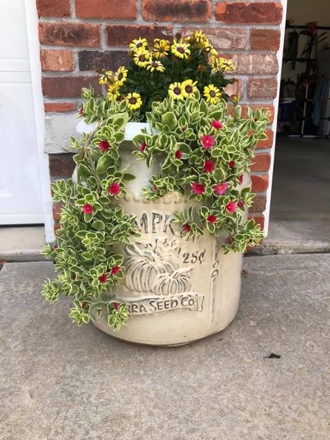 Dorotheanthus Mezoo Trailing Red Doroheanbus bellififormis. they are good ground cover but I love them in pots. Mezoo Trailing Red, Container Gardens, Ground Cover, Green Thumb, Container Gardening, Planting, Planter Pots, Yard, I Love