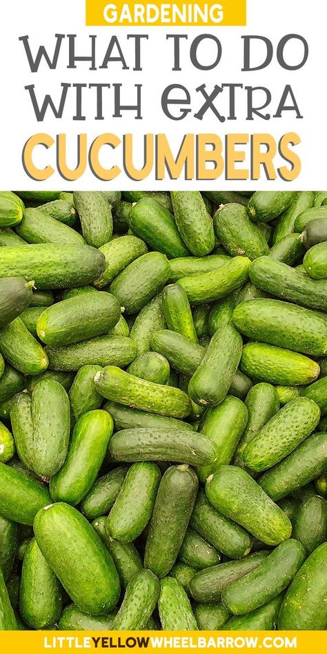 What To Do With Too Many Cucumbers, Too Many Cucumbers, Things To Make With Cucumbers, What To Do With Cucumbers, Cucumber Recipes Healthy, Cucumber Plants, Garden To Table, Cucumber Canning, How To Make Pickles