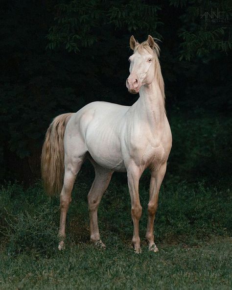 Horse Reference Poses, Horses Reference Photos, Horse Refrence Pose, Horse Body Reference, Horse Full Body Photo, Horse Reference Photos For Artists, Horse Facing Forward, Horse Standing Up, Leading A Horse